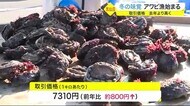 冬の味覚アワビ漁始まる 取引価格は去年より高く〈宮城・気仙沼市〉