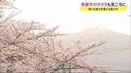 雨にも負けず風にも負けず…サクラが見ごろ 秋田・男鹿市