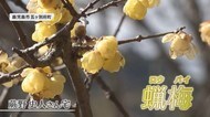 気品あふれる香り ロウバイの花が見頃