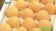初夏の味覚ビワをPR「なつたより」を長崎市長に贈呈【長崎市】