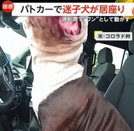 「運転するからどいてくれ！」迷子犬がパトカーに居座り…運転席で“ワン”として動かず　警察官もお手上げ　アメリカ・コロラド州