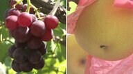 猛暑で甘～い！ 今が旬のぶどうは糖度20度で「15年に一度の出来栄え」 暑さで味が凝縮　梨はほてった体を冷やす効果が【長崎県大村市】