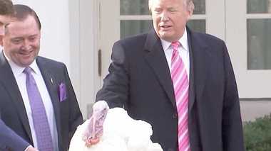 感謝祭に生き残る”幸運の七面鳥”とアメリカ大統領