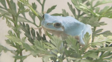 珍しい!空色のアマガエル 小学生が山中で発見…なぜ青くなったか専門家に聞いてみた【福岡発】