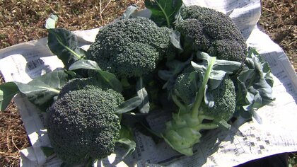 追加は50年ぶり！　26年度からブロッコリーが「指定野菜」に　生産面積全国2位・香川の生産者からも期待の声