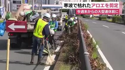 「気持ちよく走って良い思い出に」大型連休を前に寒波で枯れた国道のアロエを剪定