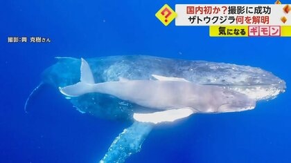 【神秘的】ザトウクジラ“出産前後”の撮影に成功　“3.5m赤ちゃん”のシワ、下腹にへその緒？　国内初か　鹿児島・奄美大島
