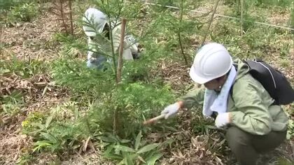 JTと自治体が協同　鯉が窪湿原周辺で森林を守る活動　【岡山】