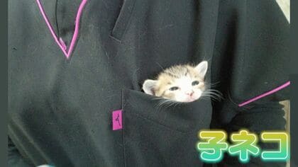 胸ポケットから「子ネコ」　SNSで15万“いいね”　2枚目では“すやすや”…実は保護ネコ【福岡発】