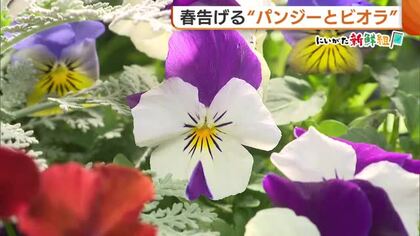 春の訪れ告げる『パンジー』と『ビオラ』 丈夫でガーデニング初心者にもおすすめ！「気軽に楽しんで」