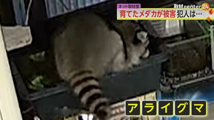 「メダカ泥棒」の犯人は“アライグマ”　わずか3分の犯行の一部始終　捕獲の際は注意…外に放すと罰則対象に　神奈川