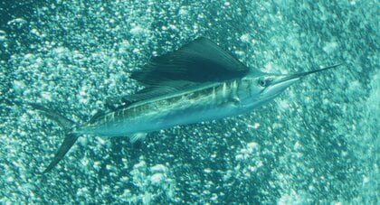 絶滅危惧種“バショウカジキ” 捕獲に挑む水族館  佐渡の漁師も協力! ｢美しい魚を子どもたちに｣