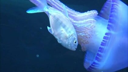 アジとクラゲが寄り添うように　“珍コンビ”見られるのは今だけ…アジが身を守る家代わりに【高知発】