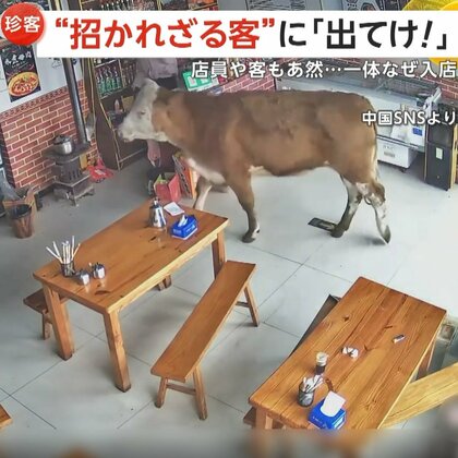 【モ～びっくり】ランチタイムの“珍客”「お店やってる？」と言わんばかりに「牛」が勢いよく来店…奥までズンズンと侵入　「出ていけー！」現場騒然…約15秒で退店　中国・山東省