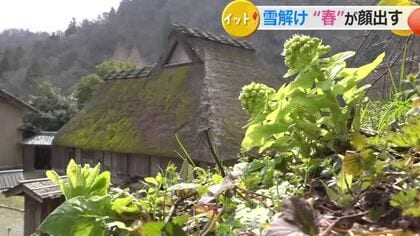 やわらかな春の日差し浴び「フキノトウ」輝く　連日の陽気で一斉に芽吹く　福井市のおさごえ民家園