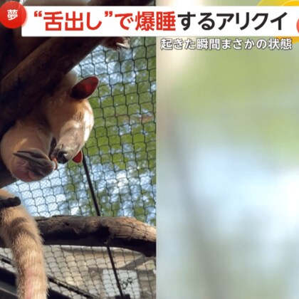 「びろ～ん」30～40cmの長～い舌ダラリで爆睡するアリクイ…起きた瞬間まさかの状態　沖縄・名護市「ネオパークオキナワ」