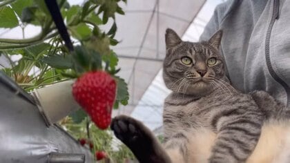 害獣被害に悩むイチゴ農園を救ったのは一匹の保護猫。“かぎしっぽ”のコタローが運んだ「お客さんと幸せな日々」