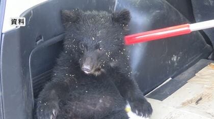 子グマが大型商業施設に居座る「怖い、親グマがきたら」　麻酔の吹き矢で眠らせ捕獲　午後1時頃には高校のグラウンドに出没