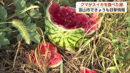 富山市で3日連続クマがスイカ食い荒らす被害　立山町ではボイラー室に潜む105キロの大型クマを緊急銃猟