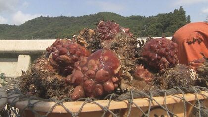 “ホヤ唐揚げ”に“ホヤピクルス”目指すのは「ホヤ」のブランド化　風評被害を地元愛で乗り越える【宮城発】