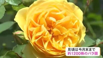 約700種類1200株を個人で管理…三重県大紀町のバラ園が見頃迎える 入園無料で訪れた人が色とりどりの花を楽しむ