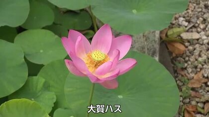 例年より10日ほど早く「大賀ハス」咲き始め　梅雨の雨の中で4割ほどが見頃　富山市