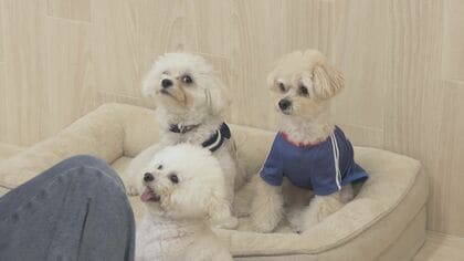 希望者多く“待機児童”も なぜ人気？『犬の幼稚園』が増加中 週2回で月謝3万円も飼い主の高いニーズ【福岡発】