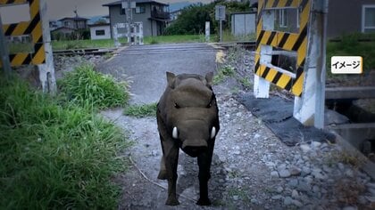 「指をなかなか離さなくて」指をイノシシに噛まれる　男性の指や肘に傷跡　飼い犬が吠えて救助につながる　長野