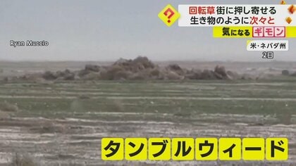 荒野の草 様 荒野の草 様 タンブルウィード」で家埋もれる “西部劇の定番”生活に深刻