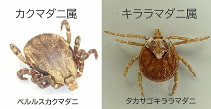 被害に遭いやすいカクマダニ属、キララマダニ属(画像提供:西海太介さん)