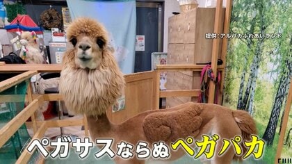 新宿のアルパカ】まるでペガサス！？斬新な“夏スタイル”に歓喜  SNS投票でデザインカット…羽やハートの形に「激かわッ！」「天使！」｜FNNプライムオンライン