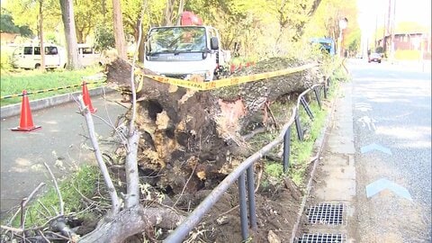 倒木の恐れがある樹木57本見つかる　東京・世田谷区の砧公園で緊急点検　AI活用した診断
