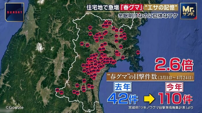 クマの目撃数が急増している