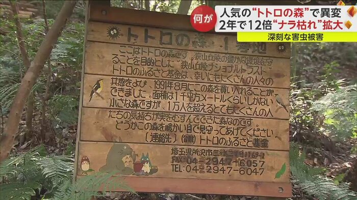 「狭山丘陵」は映画「となりのトトロ」の舞台の1つとなった