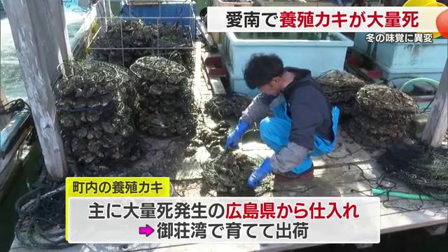 愛南の養殖カキは広島から仕入れている