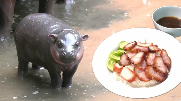 左がコビトカバのムーデーン。右がタイ料理のムーデーン（チャーシュー）