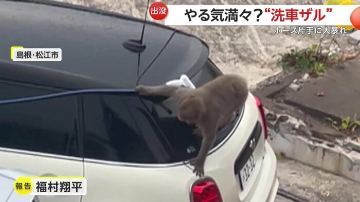 ボンネットをのぞき込むサル