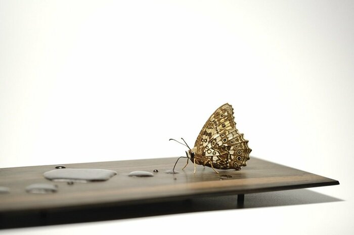 脚や触角の細いものから、薄く模様のあるはねも全て木