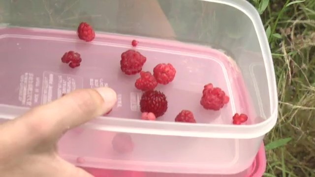 自然に近い環境でラスベリーを栽培
