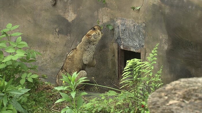 葉っぱをもぐもぐ