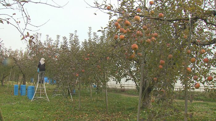 長野市赤沼のリンゴ畑