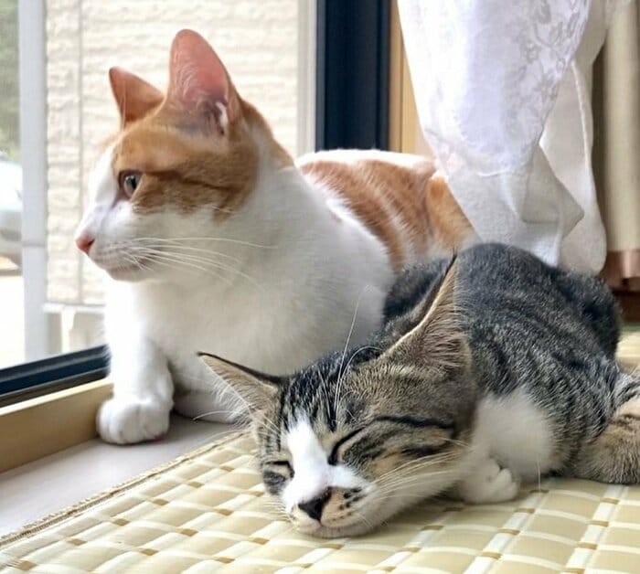 まったり過ごす2匹