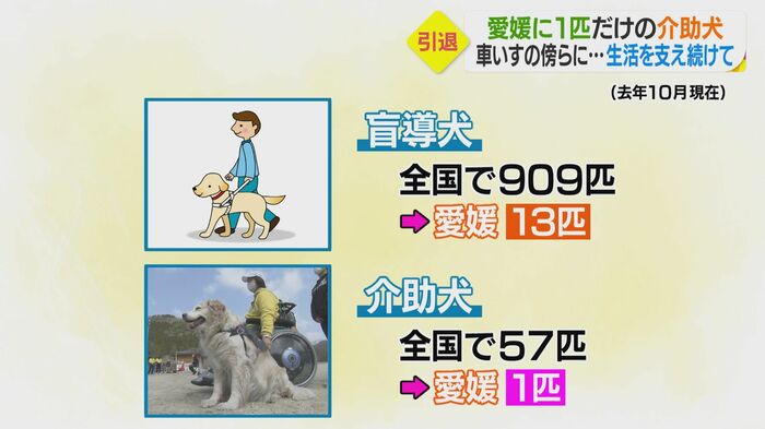 介助犬は愛媛ではクリーム1匹だけ