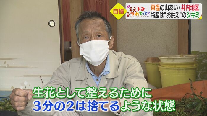 以前はシキミの葉が大量に捨てられていたという