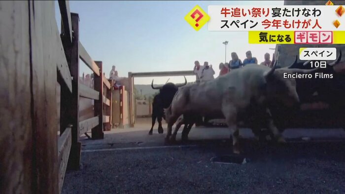 牛が一斉に走り出す