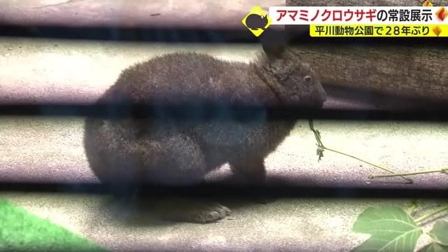 お食事中のアマミノクロウサギ