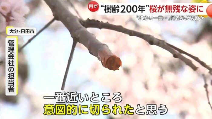 何者かによって切断された桜の枝