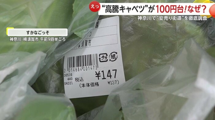 100円台のキャベツも