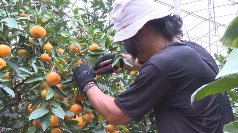夏の贈り物としても人気…ハウスミカン「宮川早生」の収穫始まる 小ぶりながら甘くて美味しい仕上がりに｜FNNプライムオンライン