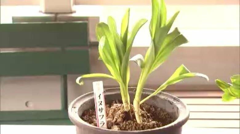 【速報】庭に生えていた有毒イヌサフランをギョウジャニンニクと誤って食べた女性が死亡…おう吐、腹痛、下痢、呼吸困難引き起こす有毒成分コルヒチンを含有…過去5年で5人死亡＜北海道札幌市＞｜FNNプライムオンライン